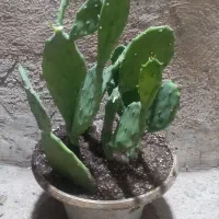 کاکتوس