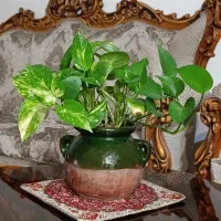 گل پتوس|گل و گیاه طبیعی|تهران, شهرک خرازی|دیوار