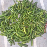 خیارو لوبیاسبز تازه