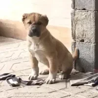 توله خراسانی افغان