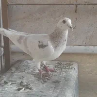 اسباب بازی نو