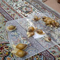 حراج حلزون
