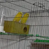 مرغ عشق|پرنده|داراب, |دیوار