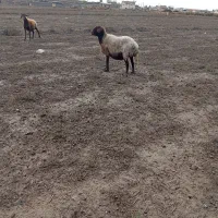 گوسفندافشاری ابستن|حیوانات مزرعه|انبارآلوم, |دیوار