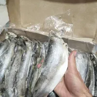 ماهی شکم خالی