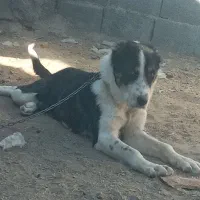 سگ الابای ۶ماهیه