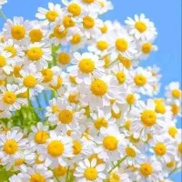 خرید تسهیلات ازدواج