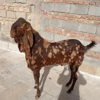 نربز پاکستانی|حیوانات مزرعه|زاهدان, |دیوار