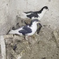 جفت چپ روتخم معاوضه|پرنده|کرمان, |دیوار