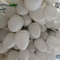 اجاره ریسه وپرژگتور