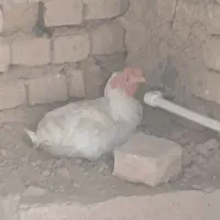 دوتامرغ تخم گذار