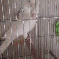 عروس هلندی لطفا آگهی بخونید|پرنده|بوئین زهرا, |دیوار