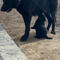 گمشده سگ ژرمن بلک ماده