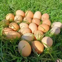 تخم مرغ محلی ارزان
