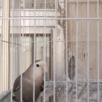 طوطی کوتوله برزیلی