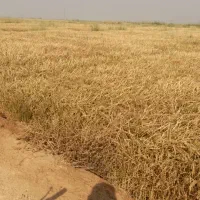 شلتوک درجه یک آماده درو