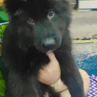 واگذاری توله ژرمن بلک