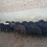 ۶۰راس قوچ قره قزل اصل|حیوانات مزرعه|لالجین, |دیوار