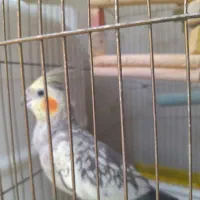 عروس ماده