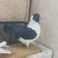 کفتر کبوتر کینگ . دوکت پلاکی