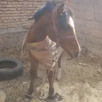 یک عدد کره|اسب و تجهیزات اسبسواری|فارسان, |دیوار