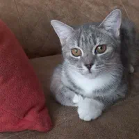 گربه اسکاتیش ماده