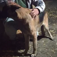 سگ گمشده.|حیوانات|مشهد, شترک|دیوار