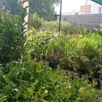 نهال فروشی|گل و گیاه طبیعی|رامهرمز, |دیوار