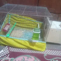 پرنده طوطی فوق مولد