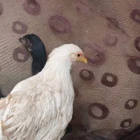 مرغ و خروس|حیوانات مزرعه|تربت جام, مطهری|دیوار