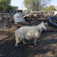 کهره نر، بره نر و قوچ فروشی|حیوانات مزرعه|چیتاب, |دیوار