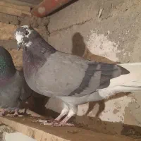 همه سالمند، عیبی ندارند.همه گشتی با شرط.|پرنده|خزل, |دیوار