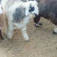 بره سبک و جون