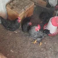 مرغ برا فروش|حیوانات مزرعه|اسکو, |دیوار