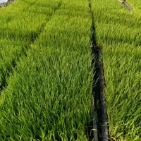 بذر شالی آماده نشاء طارم هاشمی و طارم کیانی