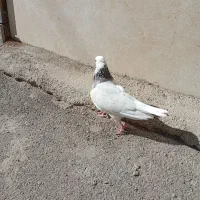 کبوتر طوقی خیلی خوشگل نر|پرنده|سقز, |دیوار