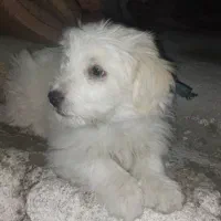 سگ پشمالو پا کوتاه