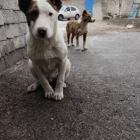 سگ پیت بول|سگ|هشترود, |دیوار