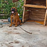 باکسر المانی پیتبول،ژرمن،پامر،پاکوتاه،مالینویز|سگ|کرمان, |دیوار