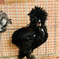 نیمچه لهستانی مرغ و خروس|حیوانات مزرعه|اصفهان, شهرک کوثر|دیوار