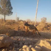 یک عدد سگ ژرمن