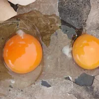 تخم مرغ محلی و رسمی تازه‌و درشت|خوردنی و آشامیدنی|همدان, |دیوار