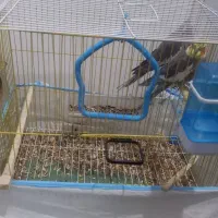 عروس هلندی نر و ماده