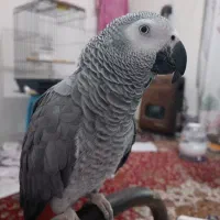 یابنده طوطی کاسکو
