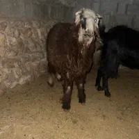 یک عدد کهره و یک عدد بره چاق مخصوص