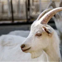 فروش نرسانن