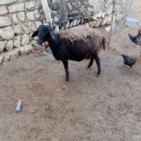 گوسفند میش آبستن