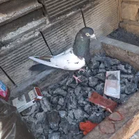 سیندم سیا|پرنده|آران و بیدگل, |دیوار