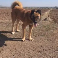 سگ سرابی نژادقدیم|سگ|اردبیل, |دیوار