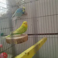 مرغ عشق|پرنده|بوکان, |دیوار